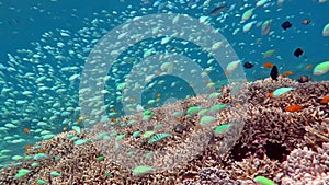 Coral reef alive with marine life and shoals of fish