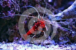 Coral reef aquarium cleaner shrimp - Lysmata Debelius