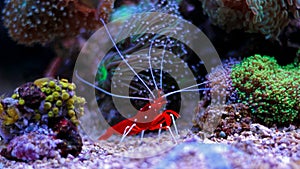 Coral reef aquarium cleaner shrimp - Lysmata Debelius