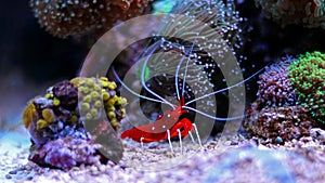 Coral reef aquarium cleaner shrimp - Lysmata Debelius