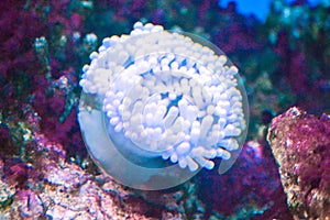 Coral reef in aquarium - cnidaria