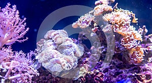 Coral reef in aquarium