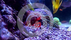 Coral reef aquarium shrimp - Lysmata Debelius