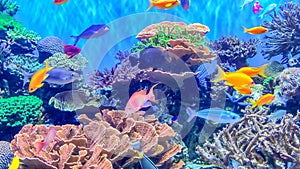 Coral reef aquarium with small  fishes