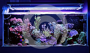 Coral reef aquarium tank