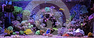 Coral Reef Aquarium Tank