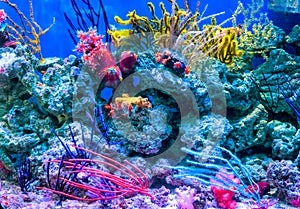 Coral reef aquarium tank for background. Amazing colorful saltwater aquarium at home