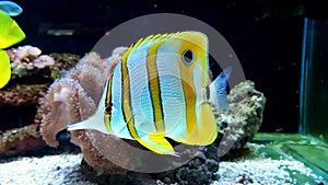 Coral reef aquarium tank with copperband butterfly fish
