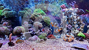 Coral reef aquarium tank