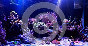 Coral reef aquarium tank photo