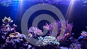 Coral reef aquarium tank photo