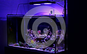 Coral reef aquarium tank scene