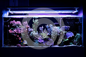 Coral Reef Aquarium Tank Scene