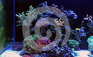 Coral reef aquarium tank scene with fishes