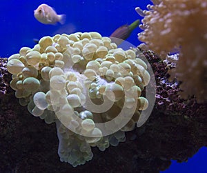 Coral Reef aquarium view