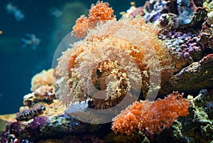 Coral reef photo