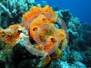 Coral reef with beautiful great orange sea sponge, underwater