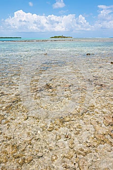 Coral reef, Belize.