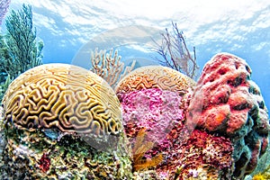 Farbistý korál útes 