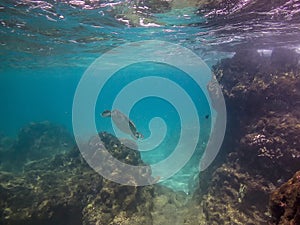 Coral reef Big Island Hawaii