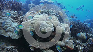 Coral reef, biodiversity and fish in sea with nature in tropical environment or underwater plants on rock. Ocean