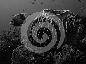 Coral reef in black and white photo
