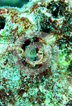 Coral reef blenny fish hiding