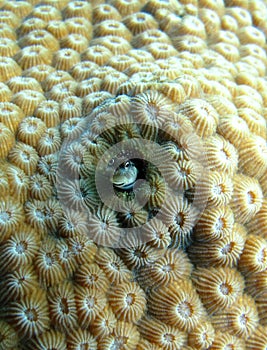 Coral reef blenny fish hiding