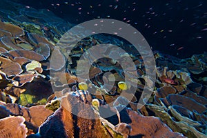 Coral reef Blue Hole, Dahab photo