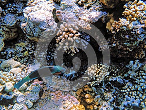 Coral reef in blue hole and parrot fish