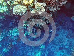 Coral reef in blue hole and parrot fish