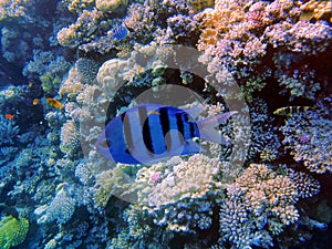 Coral reef in blue hole and parrot fish