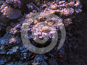 Coral reef in blue hole and parrot fish