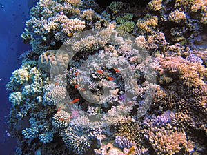 Coral reef in blue hole and parrot fish