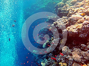 Coral reef in blue hole and parrot fish