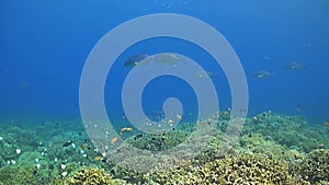 Coral reef with bluefin and giant trevallies