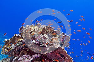 Coral reef at the bottom of tropical sea with exotic fishes anthias and fire coral on blue water background