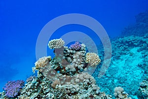 Coral reef at the bottom of tropical sea, underwater