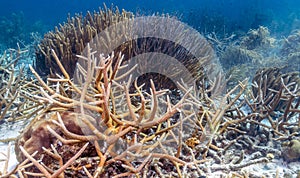 Caribbean coral reef antler coral photo