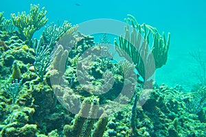 Coral reef in Caribbean