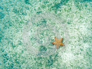 Coral reef in the caribbean sea