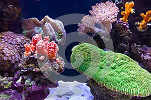 Coral Reef