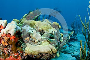 Coral Reef Composition.