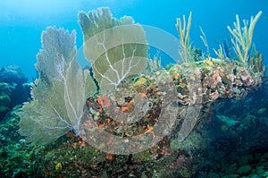 Coral Reef Composition.