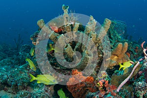 Coral Reef Composition.