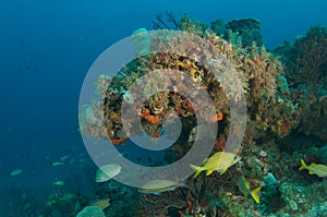 Coral Reef Composition with fish