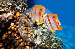 Coral reef and Copperband butterflyfish Chelmon rostratus