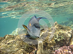 Coral reef and coralfishes