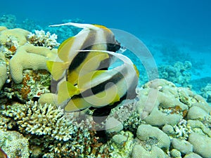 Coral reef with couple of bannerfishes at the bottom of tropical sea