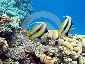Coral reef with couple of bannerfishes in tropical sea, underwater